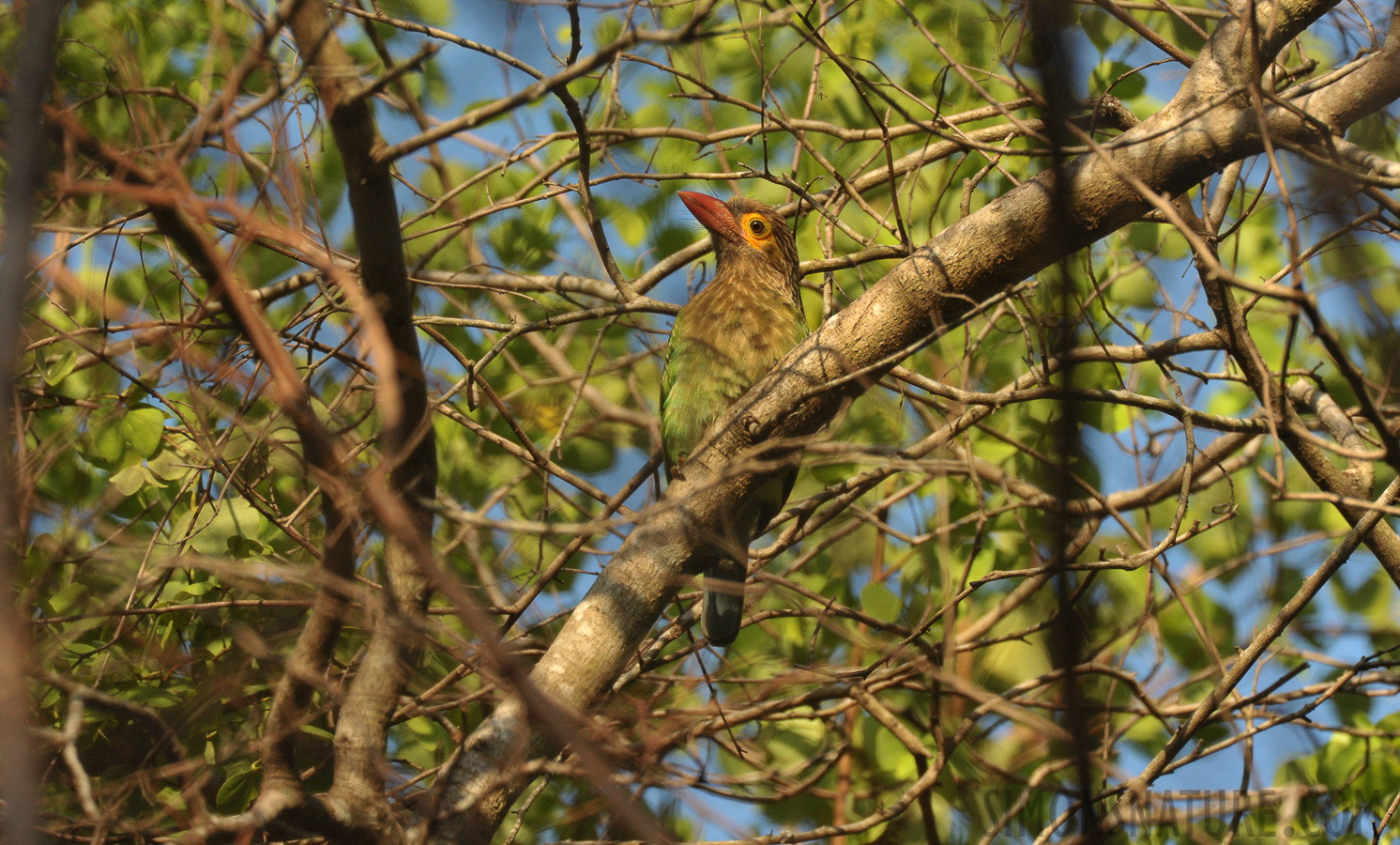 Psilopogon zeylanicus zeylanicus [550 mm, 1/1250 sec at f / 8.0, ISO 1600]